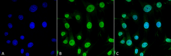 TRAP1 Antibody