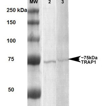 TRAP1 Antibody (HRP)
