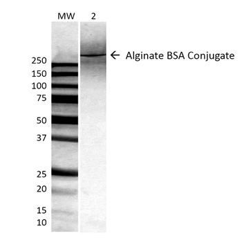 Alginate Antibody (APC)