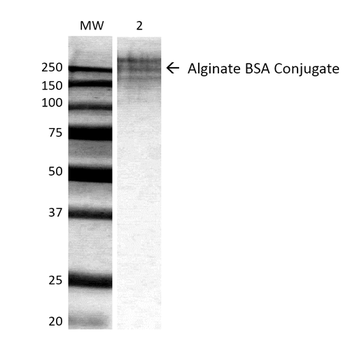 Alginate Antibody (FITC)