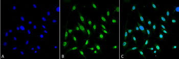 GRP78 Antibody