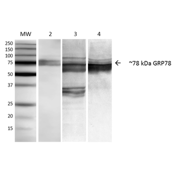 GRP78 Antibody (RPE)