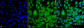 GRP78 Antibody