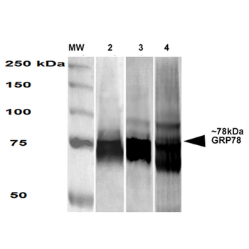 GRP78 Antibody (RPE)