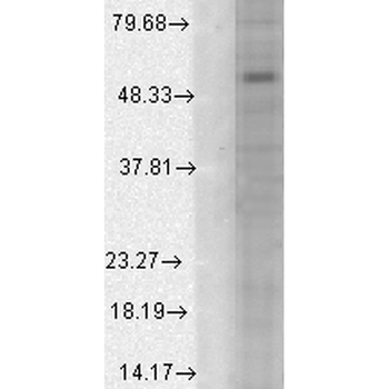 GABA A Receptor Antibody (Biotin)