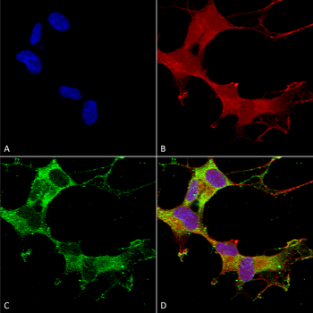 GABA A Receptor Antibody (FITC)