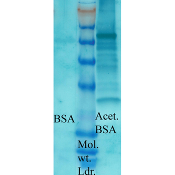 Acetylated Lysine Antibody (RPE)