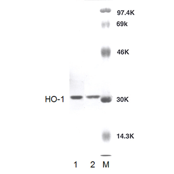 HO-1 Antibody (FITC)