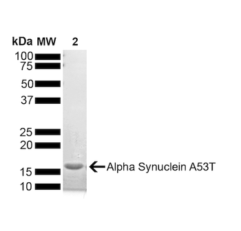 Alpha Synuclein A53T Mutant Monomers