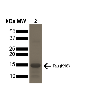 Tau (K18) P301L Mutant Pre-formed Fibrils