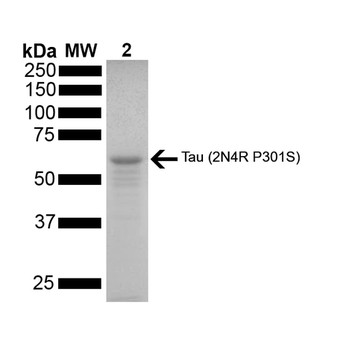 Tau-441 (2N4R) P301S Mutant Monomers
