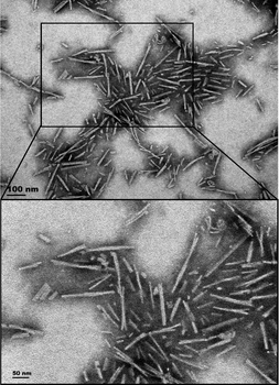 Alpha Synuclein A53T Mutant Pre-formed Fibrils
