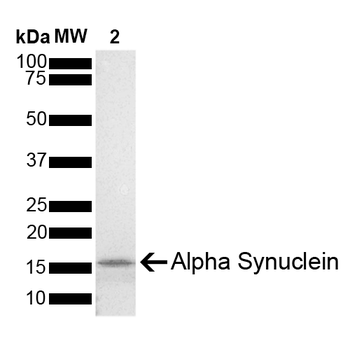 Alpha Synuclein Monomers