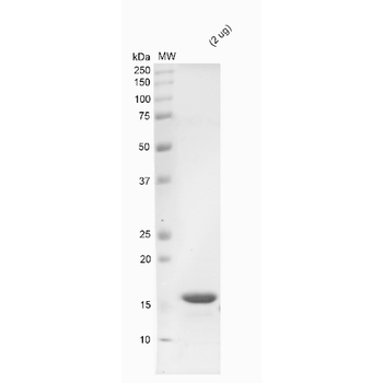 Alpha Synuclein Monomers
