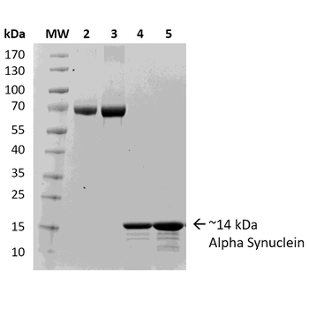Alpha Synuclein Monomers