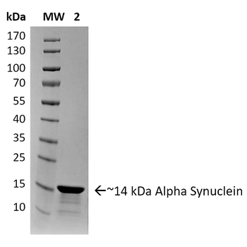 Alpha Synuclein Pre-formed Fibrils