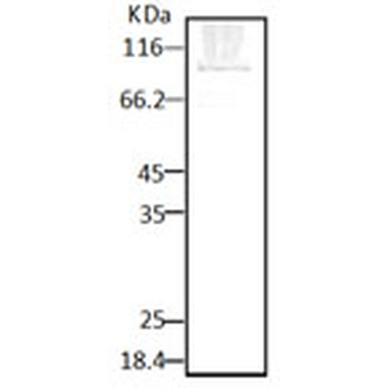 HSP90 (P. falciparum) Antibody