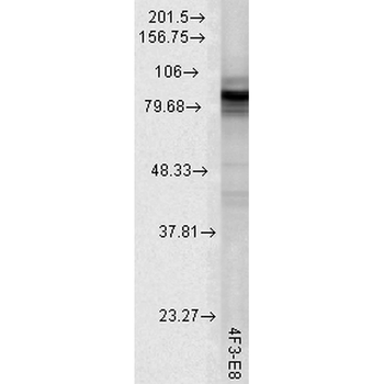 HSP90 Antibody