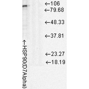 HSP90 Antibody