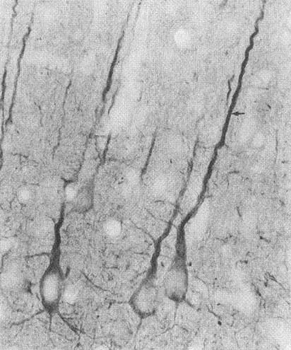 PSD95 Antibody