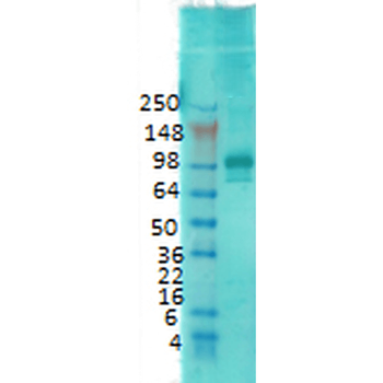 PSD95 Antibody