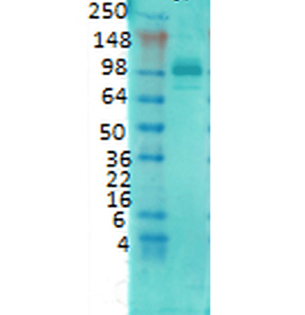 PSD95 Antibody