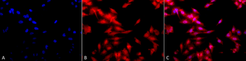 HSF1 Antibody