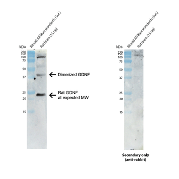 GDNF Antibody (PerCP)