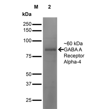 GABA A Receptor Antibody