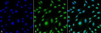 HO-1 Antibody