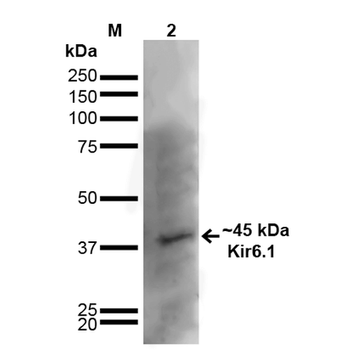 Kir6.1 Antibody