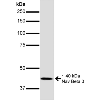 NaVbeta3 Antibody