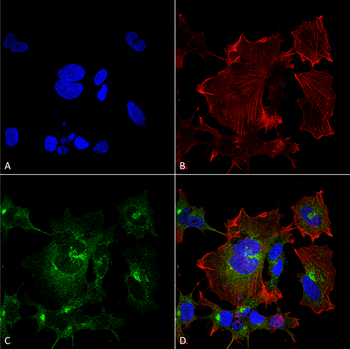 NPAS4 Antibody