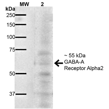 GABA A Receptor Antibody (Biotin)