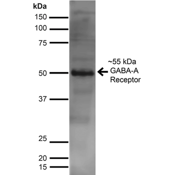 GABA A Receptor Antibody (Biotin)