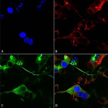 GABA A Receptor Antibody (HRP)
