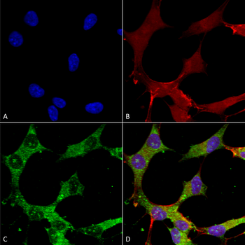 GABA A Receptor Antibody (FITC)