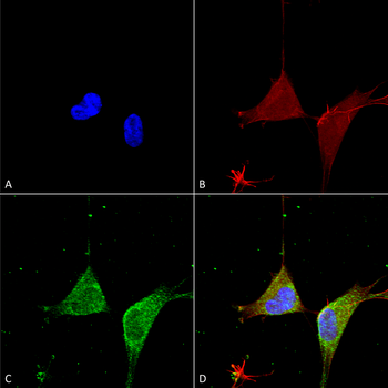 GABA A Receptor Antibody (Biotin)