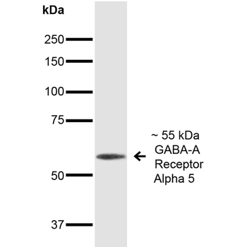 GABA A Receptor Antibody (HRP)