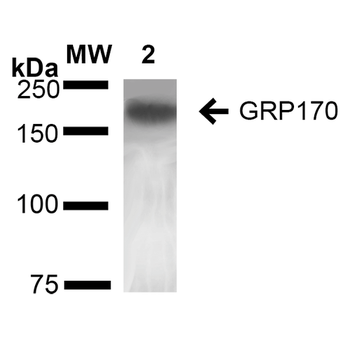 GRP170 Antibody (Biotin)