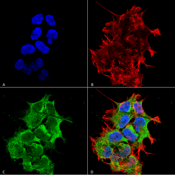 GRP170 Antibody (PerCP)