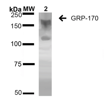 GRP170 Antibody (PerCP)