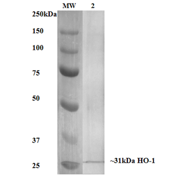 HO-1 Antibody (PerCP)