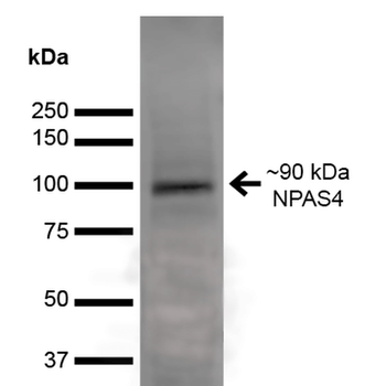 NPAS4 Antibody (RPE)