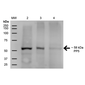 PP5 Antibody (Biotin)