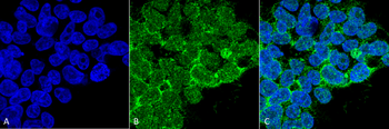 PP5 Antibody (PerCP)