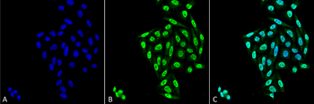 PP5 Antibody (PerCP)