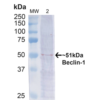 Beclin 1 Antibody (APC)