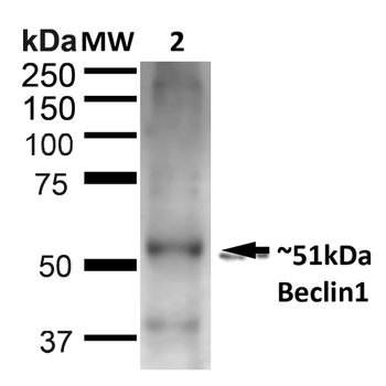 Beclin 1 Antibody (Biotin)