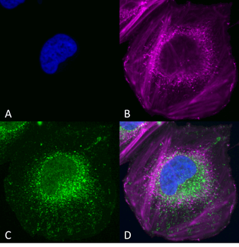 Beclin 1 Antibody (APC)